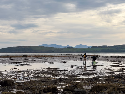 Foraging at Low Tide