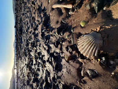 Scallop Shell Hunting